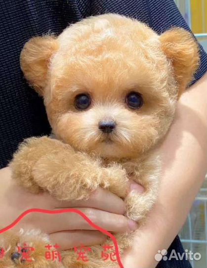 Мальтипу мини Тедди Тикап из Китая