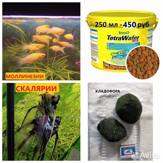 Рыбки.Растения