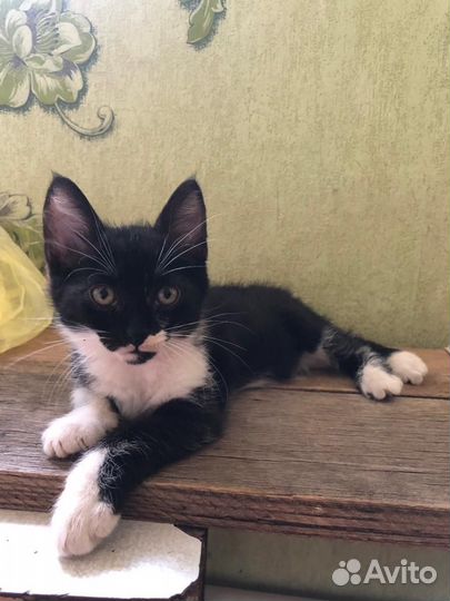 Отдам котенка в добрые руки