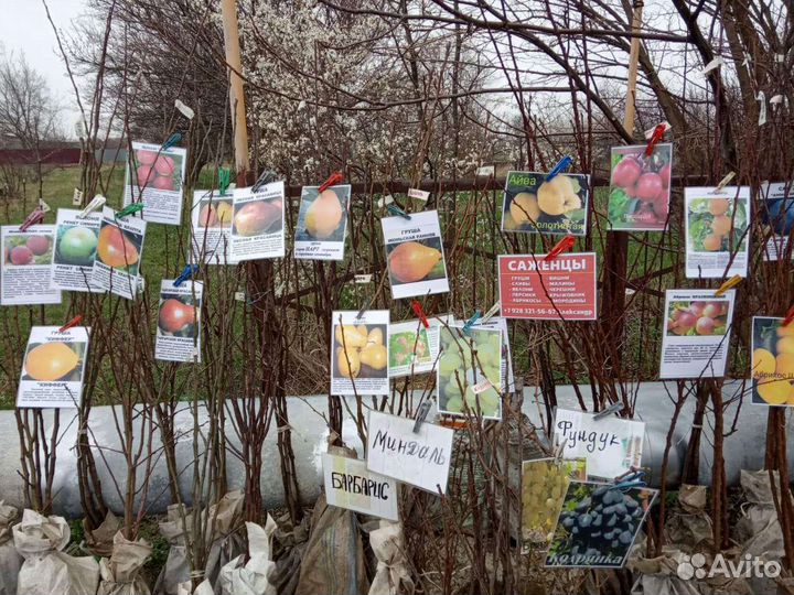 Саженцы плодовых деревьев