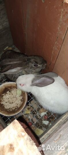 Кролик 2 девочки