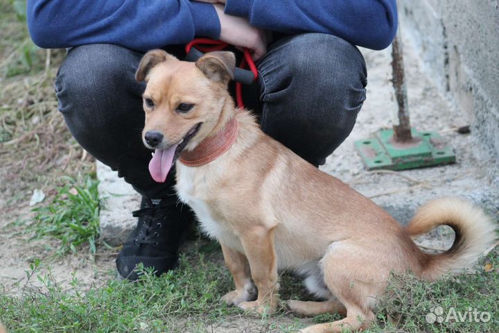 Мелкий пёс в добрые руки