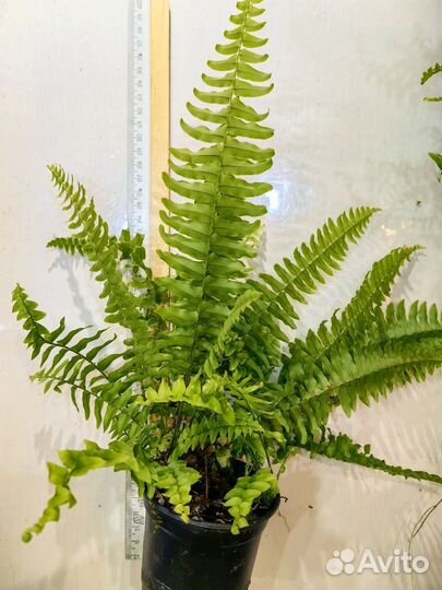 Папоротник домашний