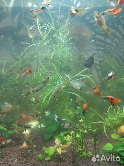 Рыбки гуппи