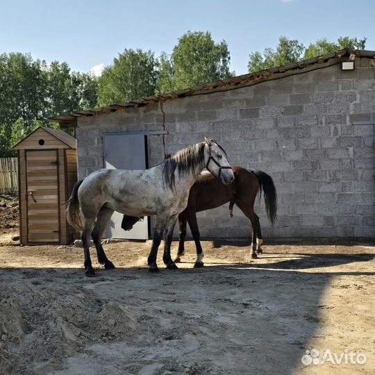 Животноводческая ферма продаю
