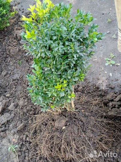 Саженцы самшита