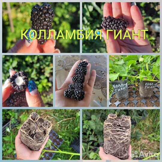 Ежевика саженцы