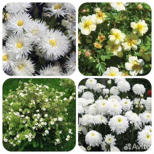 Цветы садовые