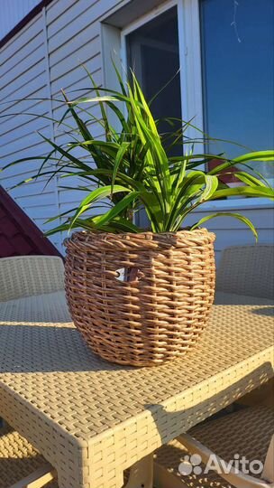 Кашпо из ротанга