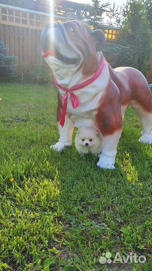 Щенки шпица белого цвета