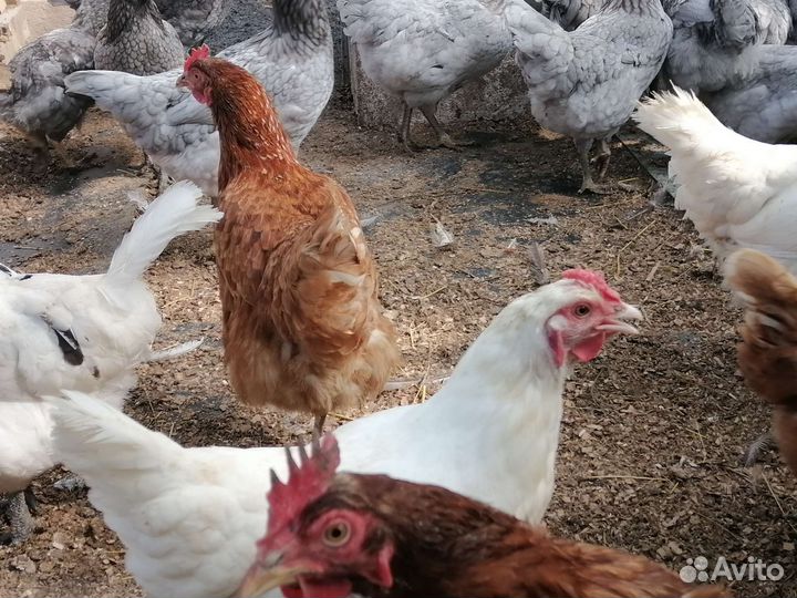 Куры несушки