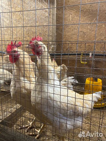 Молодые петухи