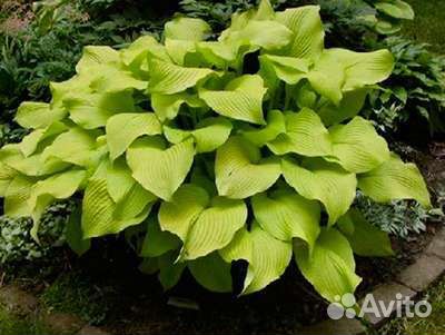 Хоста голубая и разные