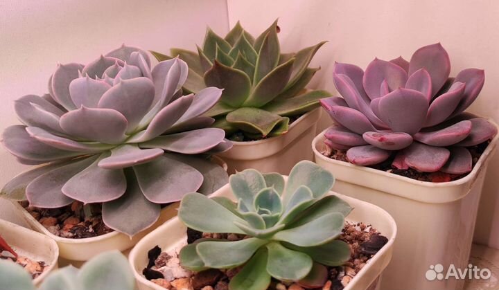 Суккуленты