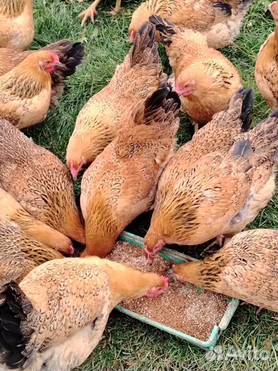 Куры и петухи породы Кучинская юбилейная