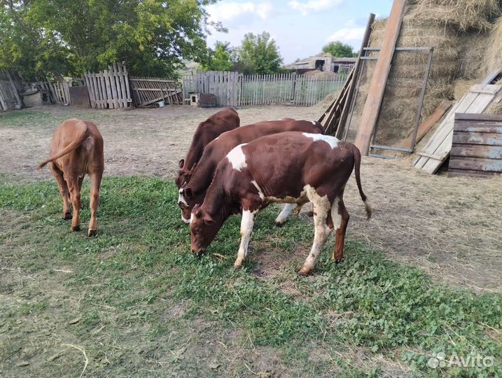 Продажа телят