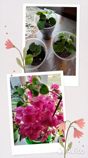 Бугенвиллия