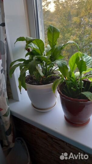 Спатифиллум