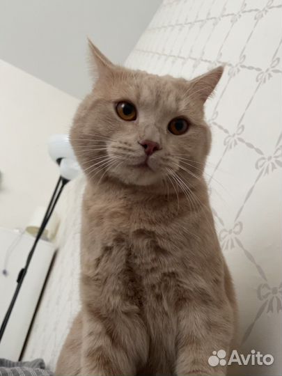 Кот в добрые руки