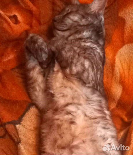 Котята (2 шт) в добрые руки