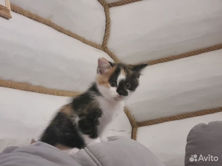 Котята в добрые руки бесплатно