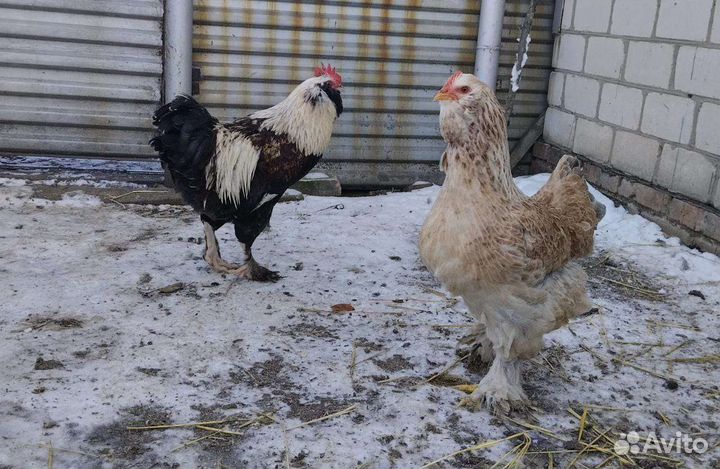 Инкубационное яйцо Брама, Джейсерский, Мехеленская