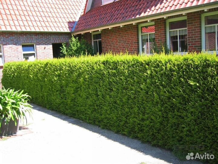 Туя Брабант