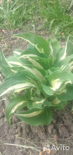 Хоста растение