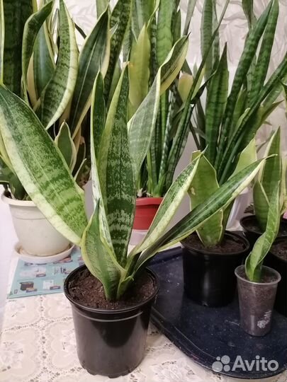 Сансевиерия