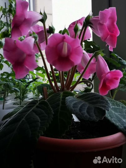 Укорененный лист Глоксиния