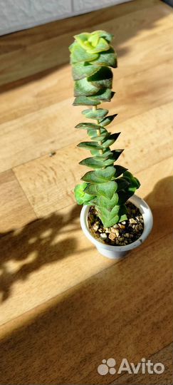 Крассулы (суккуленты)