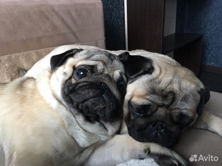 Щенки мопса