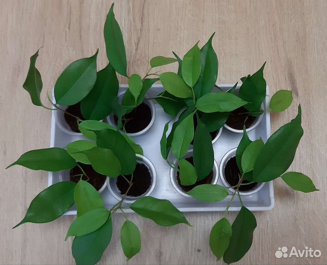 Фикус Бенджамина Неон/Эстер