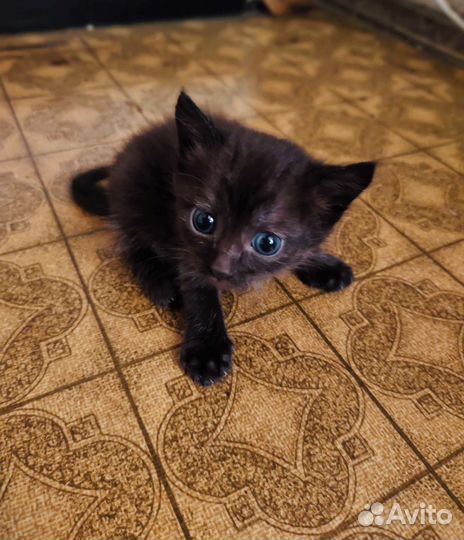 Длинношерстные котята