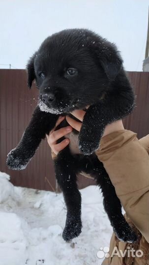 Щенки бесплатно