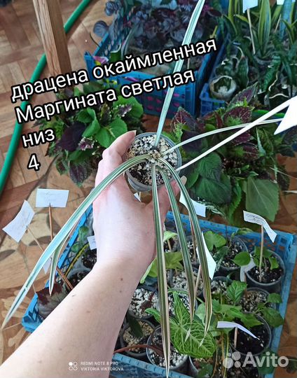 Драцена окаймленная Маргината