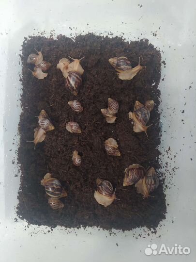 Улитки ахатины