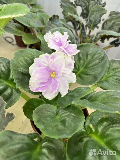 Сортовые фиалки