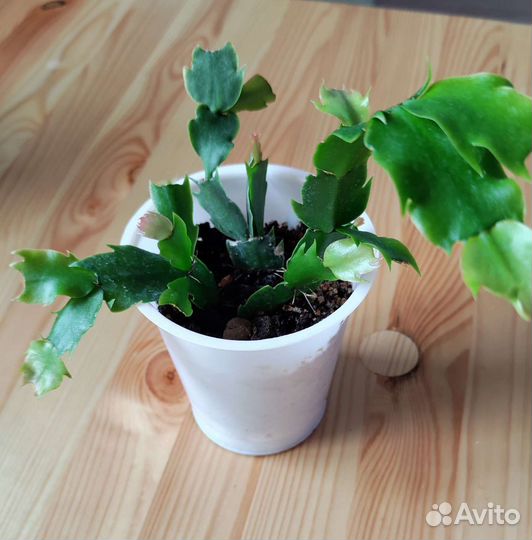 Декабрист белый кустик