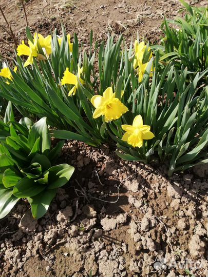 Ирисы бородатые, нарциссы, лилии