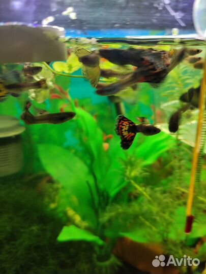 Рыбки гуппи