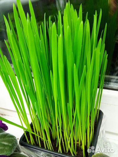 Трава для кошек