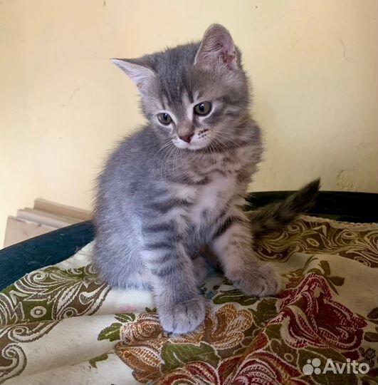 Кошечка в добрые руки