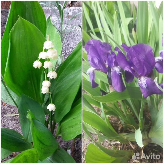 Многолетние цветы для сада