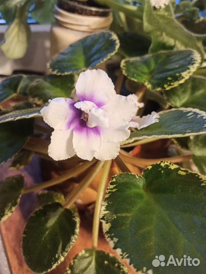 Фиалки сортовые, колеус аватар, фикус Бенджамина