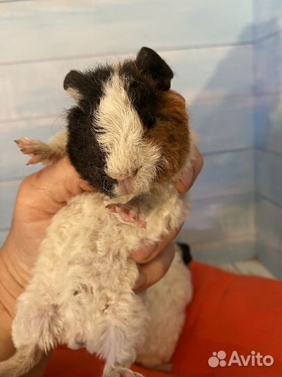 Морские свинки ам тедди