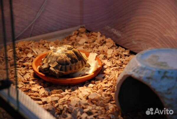 Буковая щепа