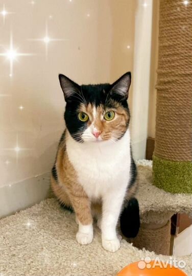 Ищет дом красавица Ширли