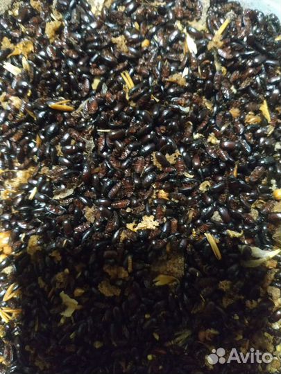 Жук Знахарь