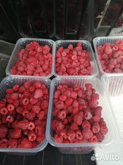 Ремонтантная малина